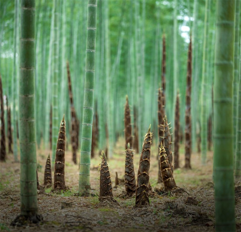 山区小县“竹”够精彩(图2)