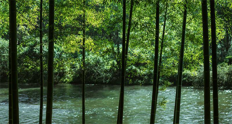 山区小县“竹”够精彩(图1)