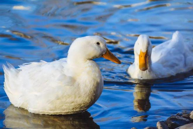 lulu重工平替！159元起拿下1600元的轻羽衣90%白鸭绒巨暖又显瘦！(图14)